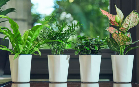 ֲרңջ֪ʶ«ƤˮС